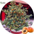 5 Pcs All Season Apricot Tree Seeds. 