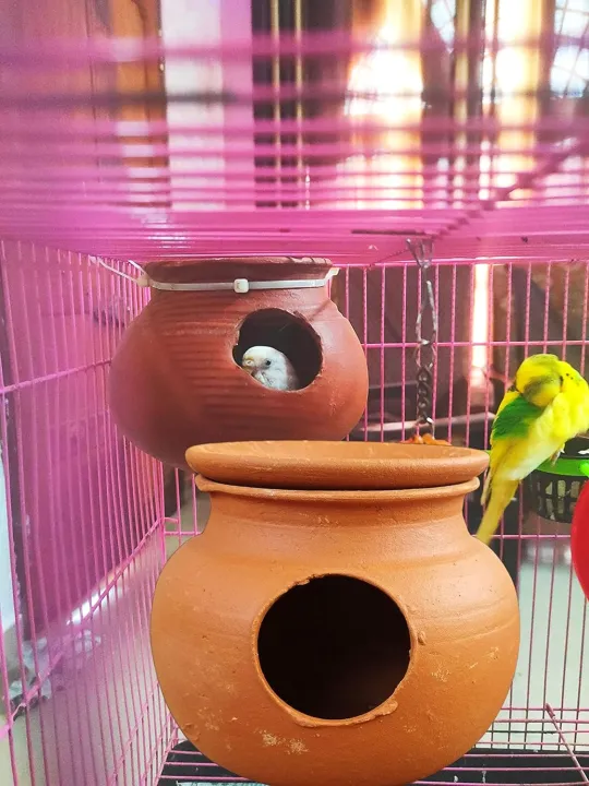 Pot%20mud%20House%20with%20Lid%20for%20Egg%20Laying%20and%20Breeding%20for%20Budgies%20Love%20Birds%20with%20Flat%20Standing%20Bottom%20(15cm,%20Red%20Brown)%20-%20Indoor,%201%20Piece%20-%20Image%202