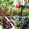 100-pcs Micro Irrigation Emitter Dripper Sprinklers 1/4 Inch Flow Adjustable for Watering System. 