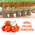 Hybrid cherry tomato seed 25 pice + gift.