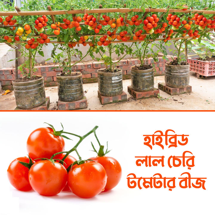 Hybrid cherry tomato seed 25 pice + gift