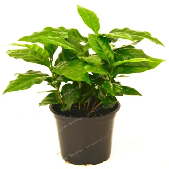 Coffee%20Bean%20Bonsai%20Home-%20grown%20Cocoa%20Bean%20Balcony%20Bonsai%20Tree%20Plant%20%20&%20seeds%20Bonsai%20Coffee%20Cherry%20Bonsai%20Home%20Graden%20Plant%20-%20Image%206