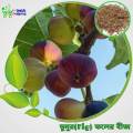 Hybrid Fig Fruit Seeds 30 Pis + Gift. 