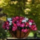 Vinca (নয়নতারা) Flower Seed - 25+ pcs Mix Color F2 Hybrid Seed. 