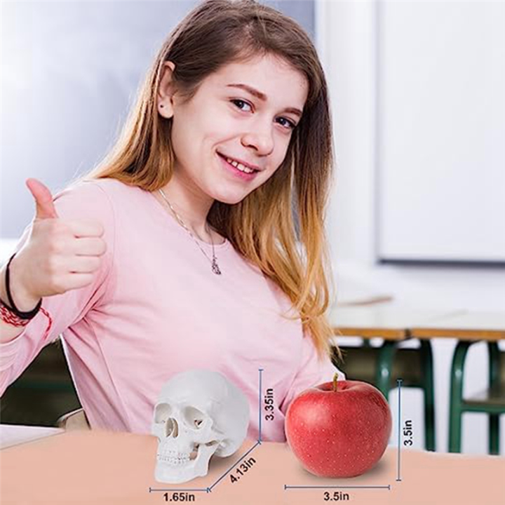 Mini%20Human%20Skull%20Model,%203%20Parts%20Anatomical%20Skull%20Model%20with%20Removable%20Skull%20Cap%20and%20Articulated%20Mandible%20Durable%20White%20-%20Image%206