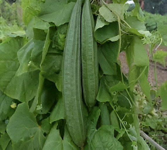 All%20Season%20Jhinga%20/%20Shrimp%20Seeds%20(%E0%A6%9D%E0%A6%BF%E0%A6%82%E0%A6%97%E0%A6%BE%20%E0%A6%AC%E0%A7%80%E0%A6%9C)%20-%2010%20Pcs%20Seeds%20-%20Image%203