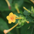 Sondha Maloti Flower Seeds I Mirabilis Jalapa I Marvel of Peru Seed I Four o'clock Flower Seed (10 Pieces).