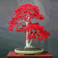 15pcs Canada Mini Red Maple Bonsai Garden Maple Tree Seeds.
