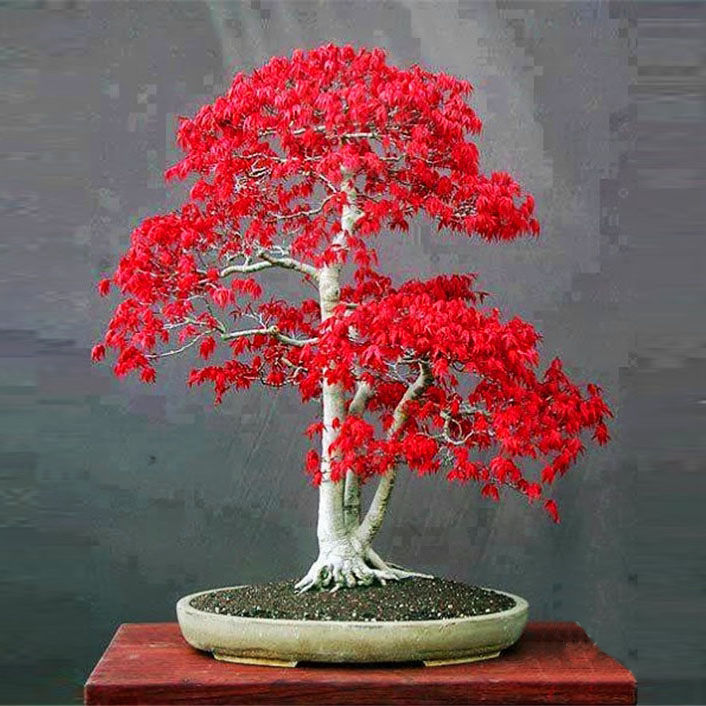 15pcs%20Canada%20Mini%20Red%20Maple%20Bonsai%20Garden%20Maple%20Tree%20Seeds%20-%20Image%205