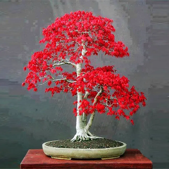 15pcs%20Canada%20Mini%20Red%20Maple%20Bonsai%20Garden%20Maple%20Tree%20Seeds%20-%20Image%205