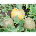 Rock Melon Seeds 10 Pcs (সাম্মাম ফল ) - Rock/musk Melon Biz - রক মেলন বীজ.
