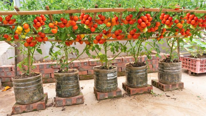 Hybrid%20cherry%20tomato%20seed%2025%20pice%20+%20gift%20-%20Image%202