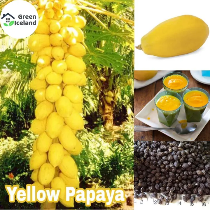 Sweet%20Yellow%20Gold%20Papaya%20Seeds%20-%2010+%20Pcs%20Seeds%20-%20Image%202