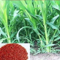 এসিআই জাম্বু ঘাসের বীজ ১০০০টি। (Repack & include gift)..