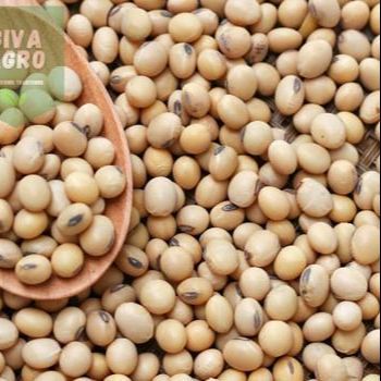 Soybean%20Seeds(Soybean%20dana)%20500%20gm%20-%20Image%208