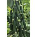 China High Germination Best Quality Green Cucumber Seed F1 Hybrid 10 seeds.