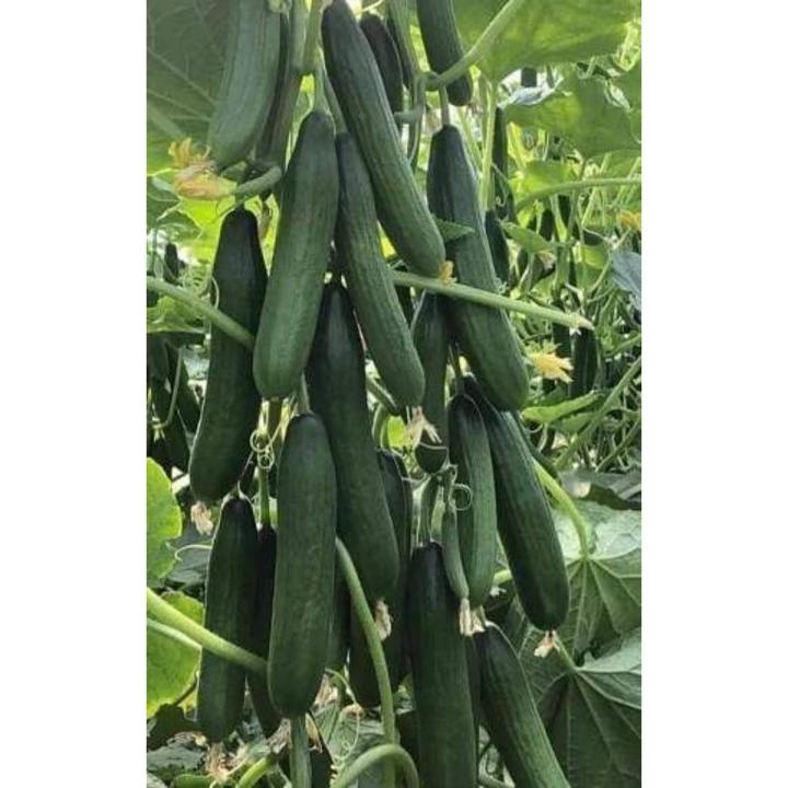 China High Germination Best Quality Green Cucumber Seed F1 Hybrid 10 seeds