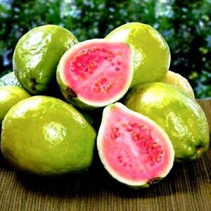 Guava Red Delicious Tropical Fruit 15+ Pcs Seeds