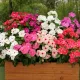 Vinca (নয়নতারা) Flower Seed - 25+ pcs Mix Color F2 Hybrid Seed. 