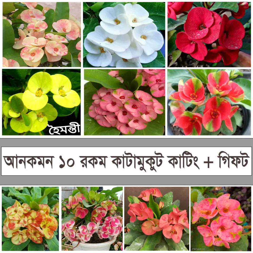 katta kokrakli yalangoch ayollar