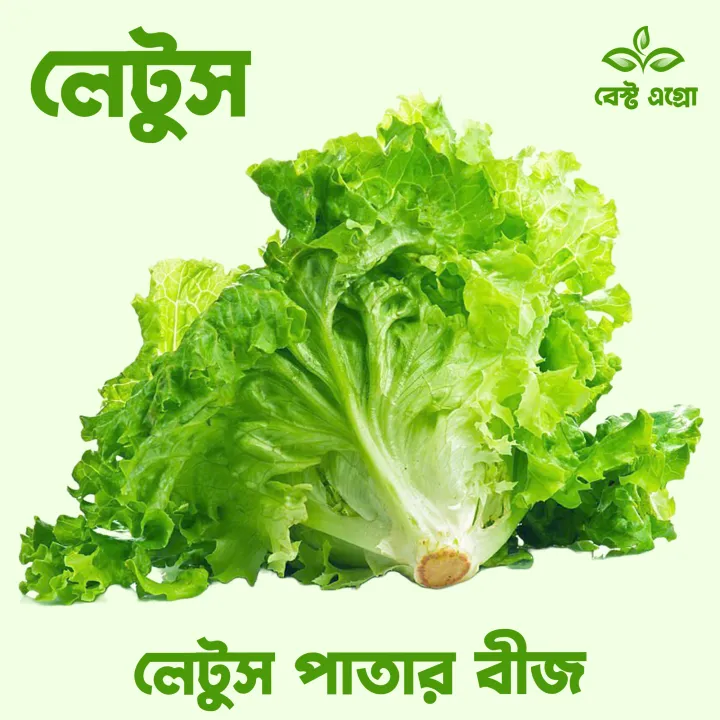 Hybrid%20Lettuce%20leaf%20plant%20(Letus%20pata)%20organic%20seeds%2025%20pieces%20-%20Image%203