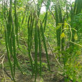 Baromashi Sojina ODC-3 (Moringa) Seed - 5 Seeds. 