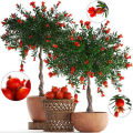 Pomegranate Tree Seeds -20 pcs  (Imported Global Seeds). 