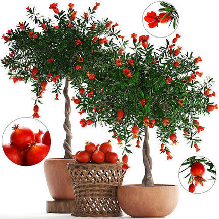 Pomegranate%20Tree%20Seeds%20-20%20pcs%20%20(Imported%20Global%20Seeds)%20-%20Image%204