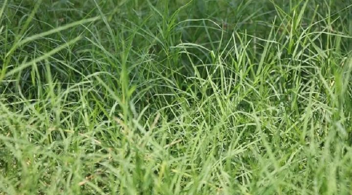 Dubba%20Grass%20Seed%20-%2020%20gm%20-%20%E0%A6%A6%E0%A7%82%E0%A6%B0%E0%A7%8D%E0%A6%AC%E0%A6%BE%20%E0%A6%98%E0%A6%BE%E0%A6%B8%E0%A7%87%E0%A6%B0%20%E0%A6%AC%E0%A7%80%E0%A6%9C%20%E0%A7%A8%E0%A7%A6%20%E0%A6%97%E0%A7%8D%E0%A6%B0%E0%A6%BE%E0%A6%AE%20%E0%A6%AC%E0%A6%BE%20%E0%A6%AA%E0%A7%8D%E0%A6%B0%E0%A6%BE%E0%A7%9F%20%E0%A7%AA%E0%A7%A6%E0%A7%A6%E0%A7%A6+%20%E0%A6%9F%E0%A6%BF%20%E0%A6%AC%E0%A7%80%E0%A6%9C%20-%20Image%203