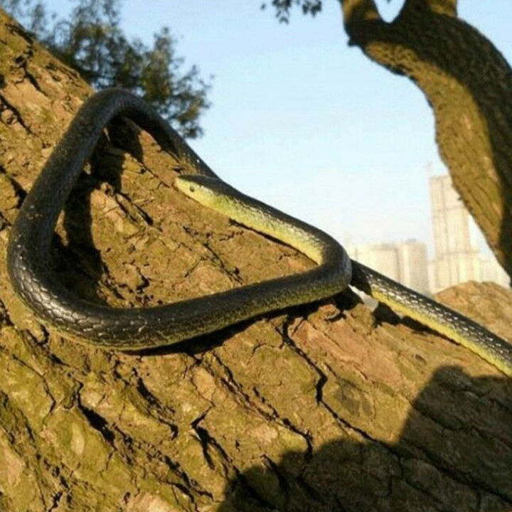 GC%20Fake%20Realistic%20Snake%20Lifelike%20Real%20Scary%20Rubber%20Toy%20Prank%20Party%20Joke%20Halloween%20-%20Image%205