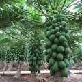 Hybrid Red Lady Papaya Seeds 10 pieces.