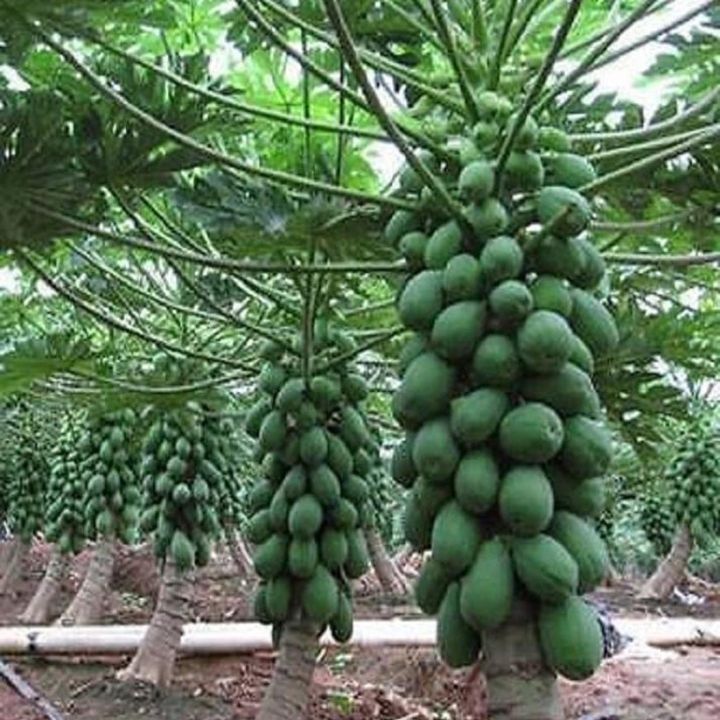 Hybrid%20Red%20Lady%20Papaya%20Seeds%2010%20pieces%20-%20Image%203