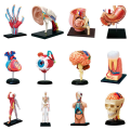 Human Body Model Removable Parts Education Organs Model(Muscle Model). 