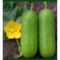 Desi Chal kumra 20 seeds.(Repack & include gift- 3 items.). 