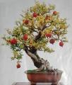 All Season Pomegranate Bonsai Seeds - 15 Pcs SeedS. 