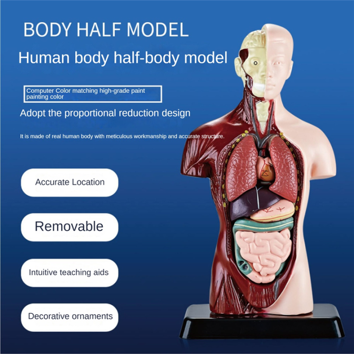 Human%20Body%20Model%20with%207%20Removable%20Organ%20Models,Educational%20Organ%20Anatomy%20Model%20for%20Biological%20Science%20Learning%20-%20Image%207
