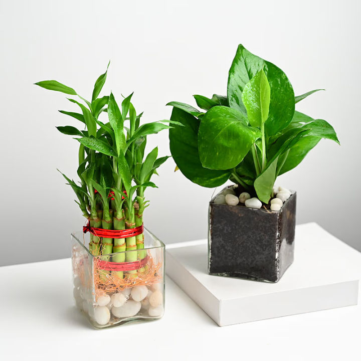 Money%20Plant%20+%20Lucky%20Bamboo%20Combo%20Pack%20(Without%20vase)%20-%20Image%204