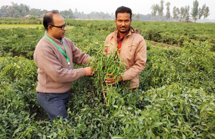 Bijli%20morich%20seed%2050%20pice%20+%20gift%20/%20long%20Chilli%20-%20Image%208