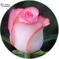 All Season Roses Flower Seeds (গোলাপ ফুল বীজ)- 20 Pcs Seeds.
