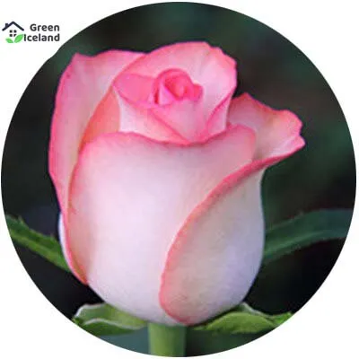 All%20Season%20Roses%20Flower%20Seeds%20(%E0%A6%97%E0%A7%8B%E0%A6%B2%E0%A6%BE%E0%A6%AA%20%E0%A6%AB%E0%A7%81%E0%A6%B2%20%E0%A6%AC%E0%A7%80%E0%A6%9C)-%2020%20Pcs%20Seeds%20-%20Image%203