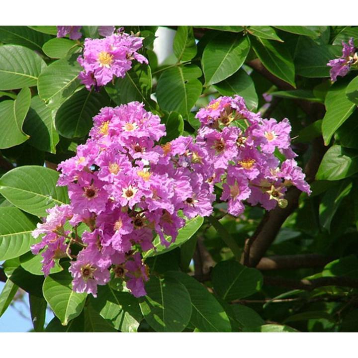 Jaral Roots Jarul Tree Seeds -20 Pcs (জারুল গাছের বীজ) | Daraz.com.bd