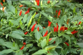 50 Tabasco Chili Pepper Seeds Capiscum frutescens Plant Seeds. 