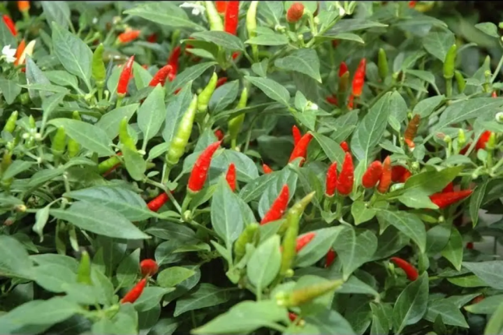 50%20Tabasco%20Chili%20Pepper%20Seeds%20Capiscum%20frutescens%20Plant%20Seeds%20-%20Image%202