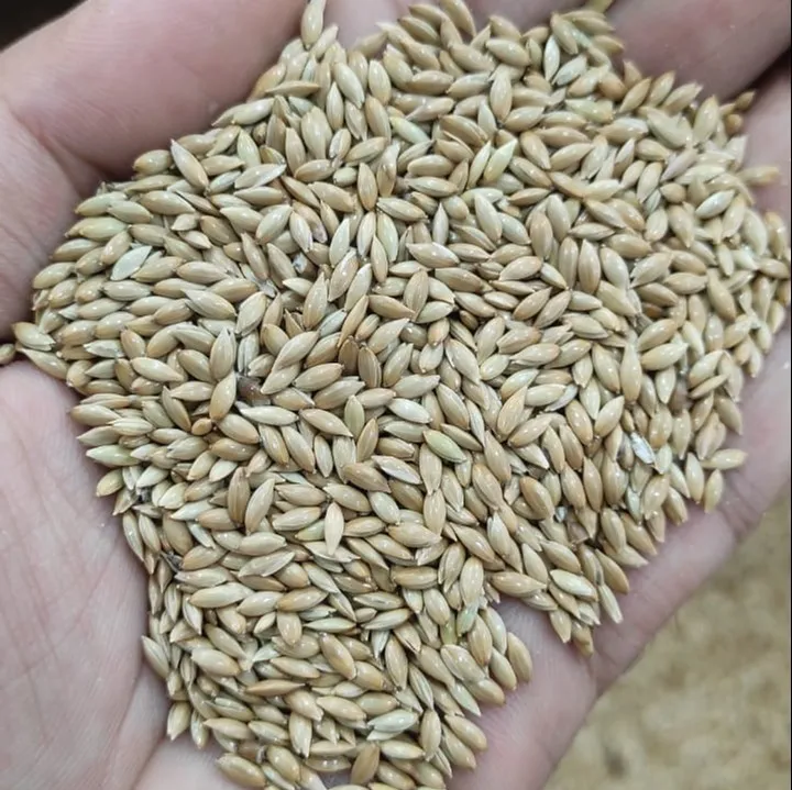 Bird%20Food%20Fresh%20Canary%20Seeds%20For%20Birds%20-%201kg%20-%20Image%204