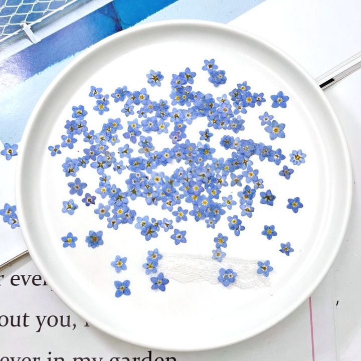 20%20PCS%20DIY%20Dried%20Flowers%20Elegant%20Beautiful%20Artificial%20Forget-Me-Not%20Simple%20Creative%20Pressed%20Flower%20Decoration%20-%20Image%205