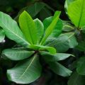Kath Badam Seeds (Almond Seeds) 10pcs. 