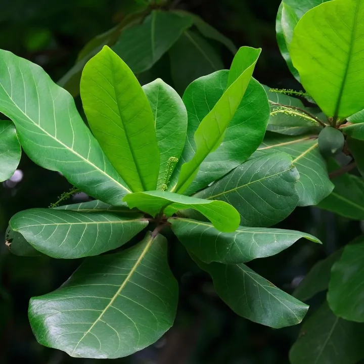 Kath%20Badam%20Seeds%20(Almond%20Seeds)%2010pcs%20-%20Image%202
