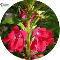 All Season Balsam Flower Seeds - 30 Pcs Seeds. 