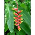 Heliconia Rostrata Flower Seeds (Crab Claws, Hanging Heliconia) - 10 Pcs Seeds.