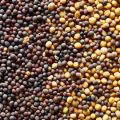 Mix Mustard Seeds/ Sorisa/ Sorisha Dana (Red + White)- 100 gm. 